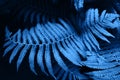 Futuristic fern blue leaves. Bright background for your New Year design