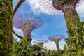 Futuristic Gardens by the Bay and Supertree Grove in Singapore