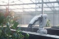 Futuristic Greenhouse Workforce: Robots at Play