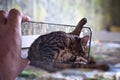 Futuristic photo of a cat washing