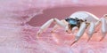 Futuristic robotic crab on digital surface, showcasing advanced technology