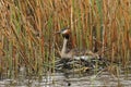 Fuut, Great Crested Grebe, Podiceps cristatus Royalty Free Stock Photo