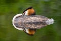 Fuut, Great Crested Grebe, Podiceps cristatus Royalty Free Stock Photo