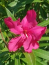 Fuxia purple Flower