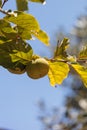 Fuyu persimmon grows on a tree