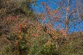 Fuyu Persimmon Royalty Free Stock Photo