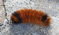 Fuzzy bear catepillar crawling on the ground Royalty Free Stock Photo