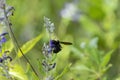 Bumblebee on a cluster of purple flowers Royalty Free Stock Photo