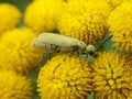 A Fuzzy Blister Beetle Eating the Flowers of Rosemaryleaf Lavendercotton Royalty Free Stock Photo