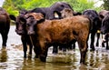 Fuzzy Brown Angus Cow Calf in Potomac River Royalty Free Stock Photo