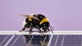 Fuzzy bumblebee curiously exploring a modern solar panel Royalty Free Stock Photo