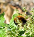 Fuzzy Caterpillar Royalty Free Stock Photo