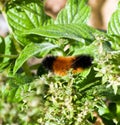 Fuzzy Caterpillar Royalty Free Stock Photo