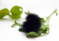 Fuzzy Caterpillar Royalty Free Stock Photo