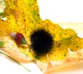 Fuzzy Caterpillar Royalty Free Stock Photo