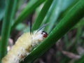 Fuzzy caterpillar climbing up green grass Royalty Free Stock Photo