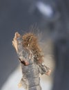 Fuzzy Caterpillar Crawling on a Stick