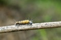 Fuzzy Caterpillar on Stick