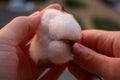 Fuzzy cotton plant boll in the hands. Woman holding Gossypium hirsutum in the fingers