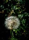 Fuzzy Dandelion Taraxacum head in dark background