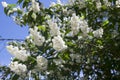 Fuzzy Deutzia, Deutzia scabra double flowered in bloom Royalty Free Stock Photo