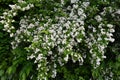 Fuzzy deutzia ( Deutzia scabra ) flowers. Royalty Free Stock Photo