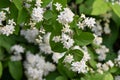 Fuzzy deutzia ( Deutzia scabra ) flowers. Royalty Free Stock Photo