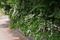 Fuzzy deutzia ( Deutzia scabra ) flowers. Royalty Free Stock Photo