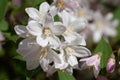 Fuzzy Deutzia, Deutzia scabra Royalty Free Stock Photo