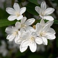 Fuzzy Deutzia, Deutzia scabra Royalty Free Stock Photo