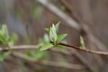 Fuzzy deutzia Flore Pleno