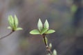 Fuzzy deutzia Flore Pleno