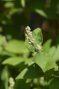 Fuzzy deutzia Flore Pleno Royalty Free Stock Photo