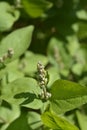 Fuzzy deutzia Flore Pleno Royalty Free Stock Photo