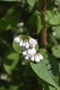 Fuzzy deutzia Flore Pleno