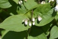 Fuzzy deutzia Flore Pleno Royalty Free Stock Photo