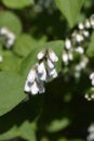 Fuzzy deutzia Flore Pleno Royalty Free Stock Photo