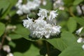 Fuzzy deutzia Flore Pleno Royalty Free Stock Photo