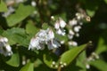 Fuzzy deutzia Flore Pleno Royalty Free Stock Photo