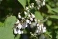 Fuzzy deutzia Flore Pleno Royalty Free Stock Photo