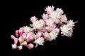 Fuzzy Deutzia Flowers on Black Background Royalty Free Stock Photo