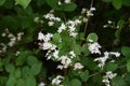 Fuzzy deutzia flowers Royalty Free Stock Photo