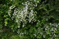 Fuzzy deutzia ( Deutzia scabra ) flowers. Royalty Free Stock Photo