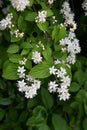 Fuzzy deutzia ( Deutzia scabra ) flowers. Royalty Free Stock Photo