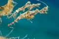 Fuzzy Ghost Pipefish (Solenostomus sp) Royalty Free Stock Photo