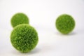 Fuzzy Green Balls Royalty Free Stock Photo