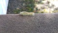 Fuzzy green caterpillar insect on wood railing