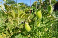 Chickpea plant with pods in the garden