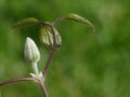 Fuzzy Green Clematis Bud on a Fresh New Vine Getting Ready to Bloom