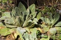 Mullein Verbascum thapsus Fuzzy Green Leaves